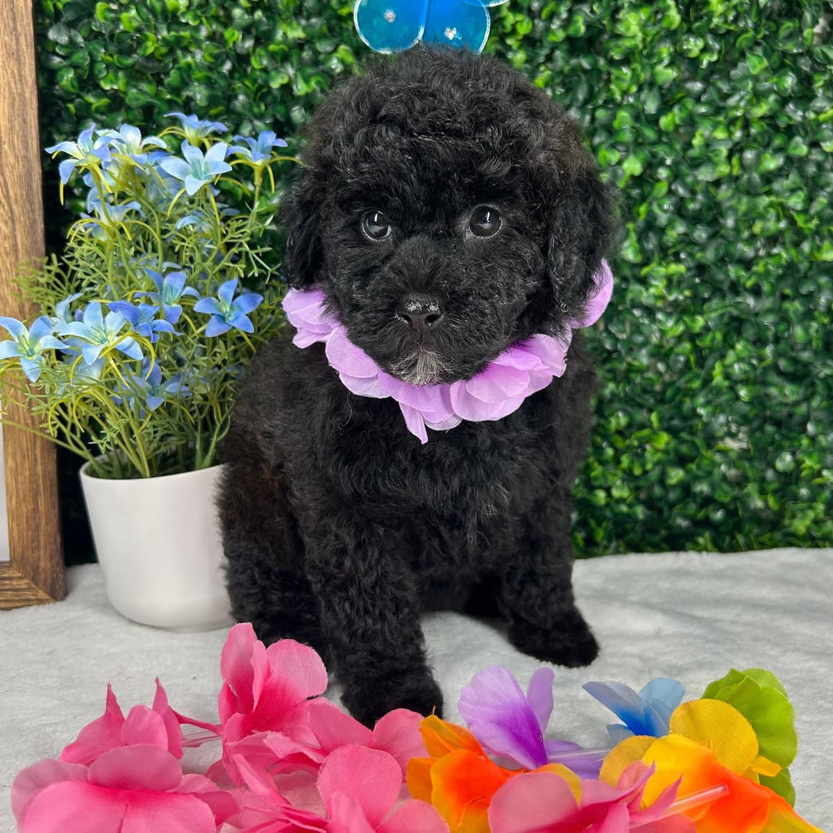 Bella Trix