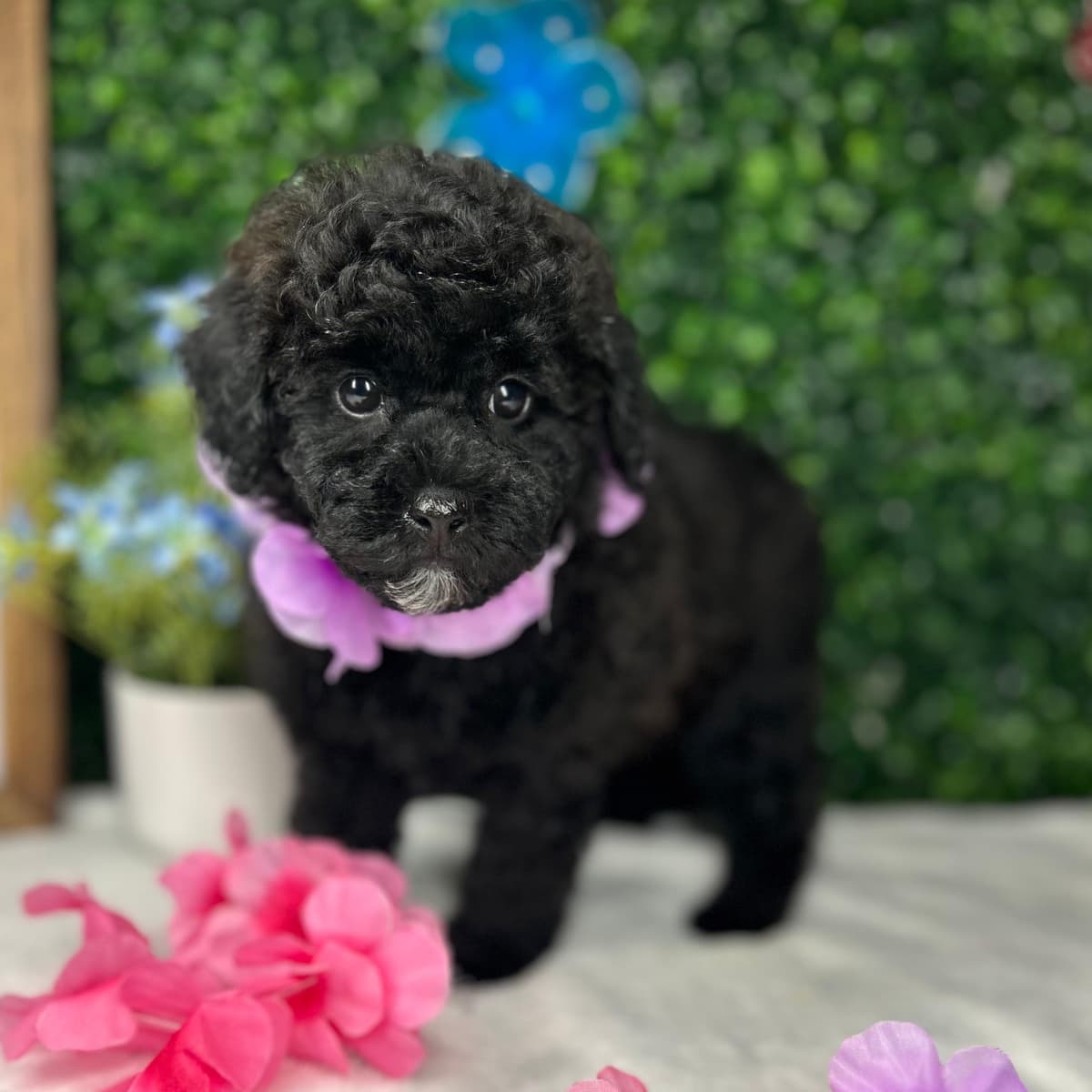 Bella Trix - 2