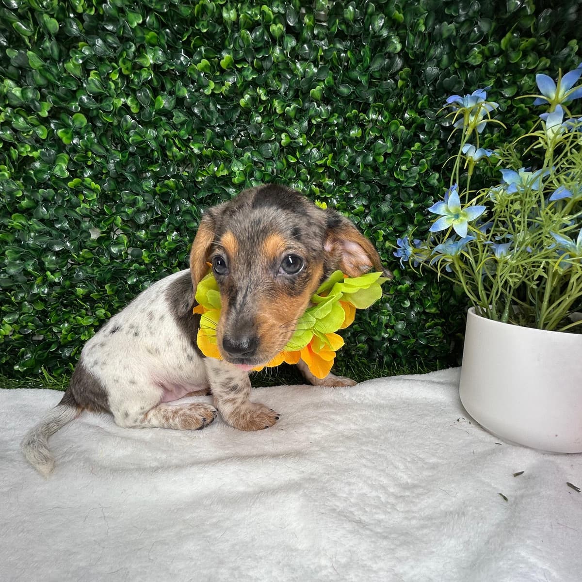 Lily - 3